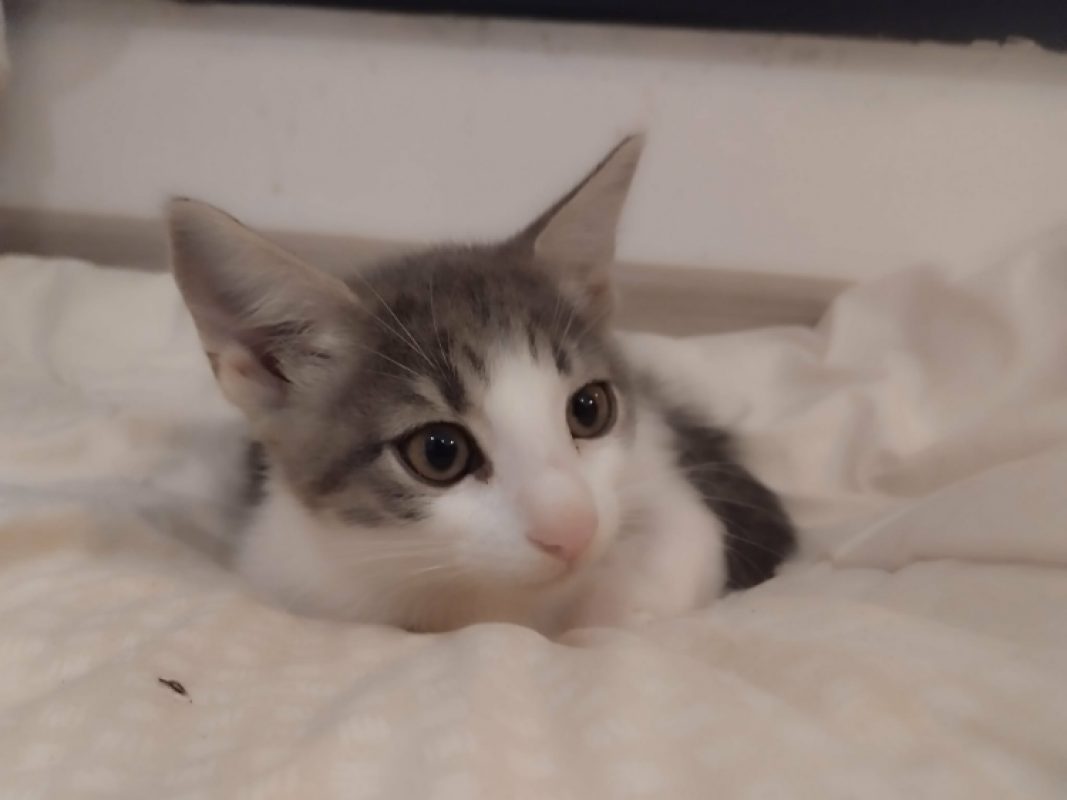 Birdy - Chat Européen à adopter - photo 3