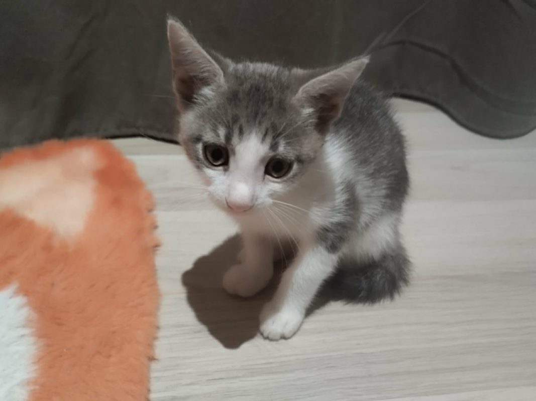 Birdy - Chat Européen à adopter - photo 4