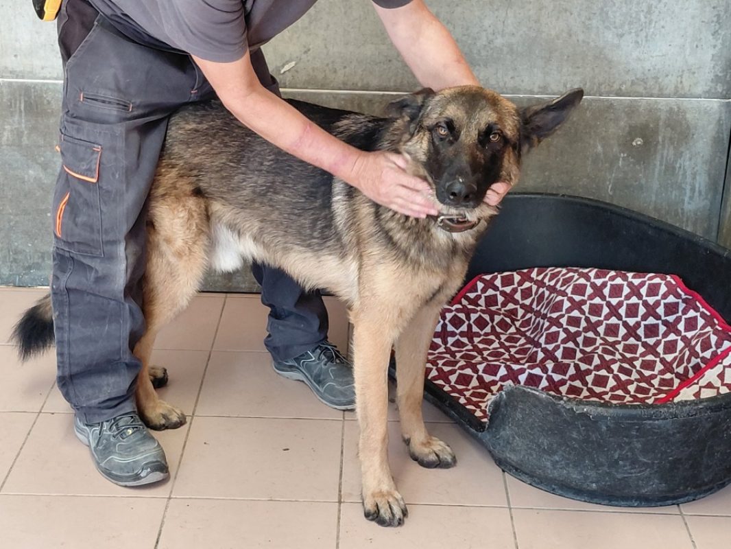 Sky - Chien à adopter