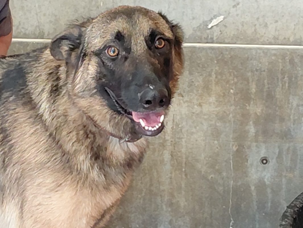 Sky - Chien à adopter - photo 2