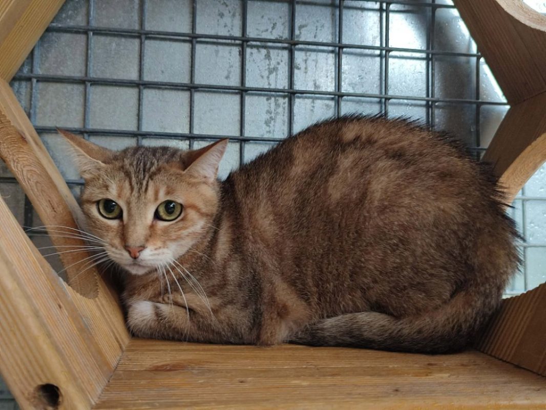 Alba - Chat Européen à adopter