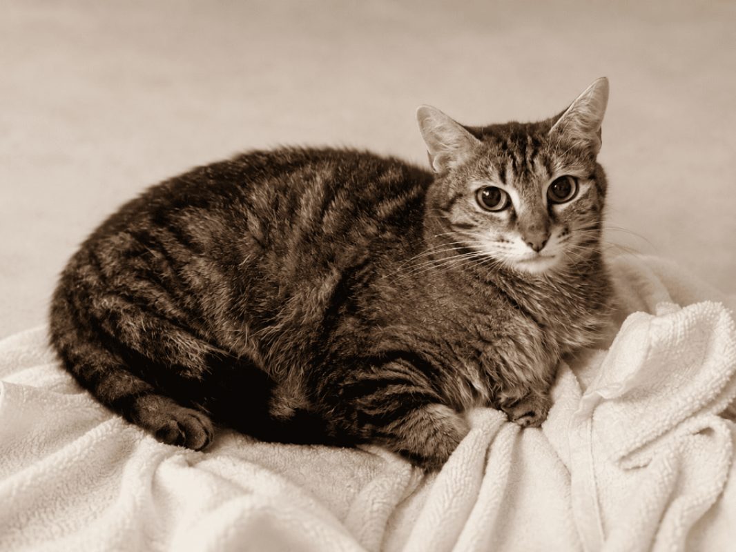 Alba - Chat Européen à adopter - photo 2