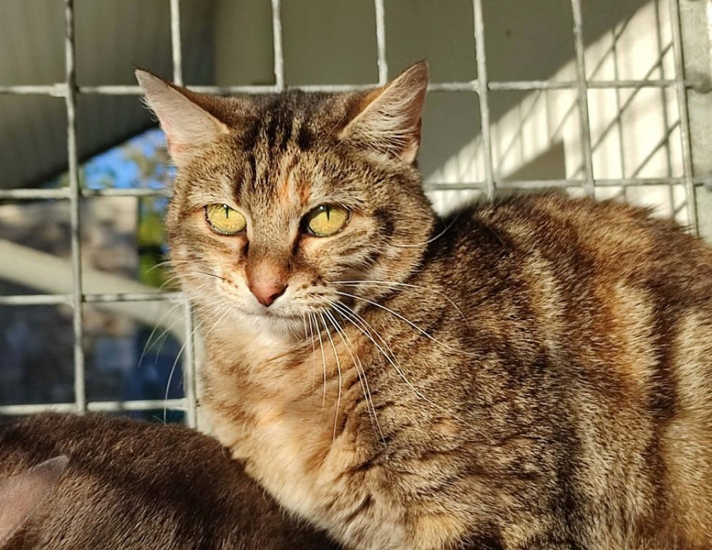 Alba - Chat Européen à adopter