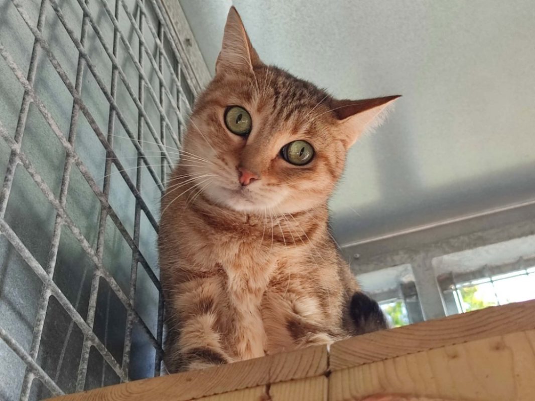 Alba - Chat Européen à adopter - photo 3
