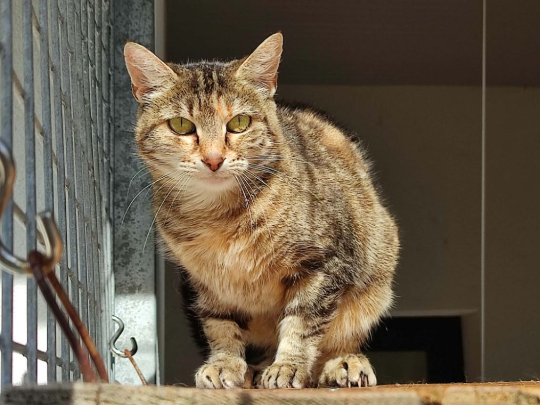 Alba - Chat Européen à adopter - photo 4
