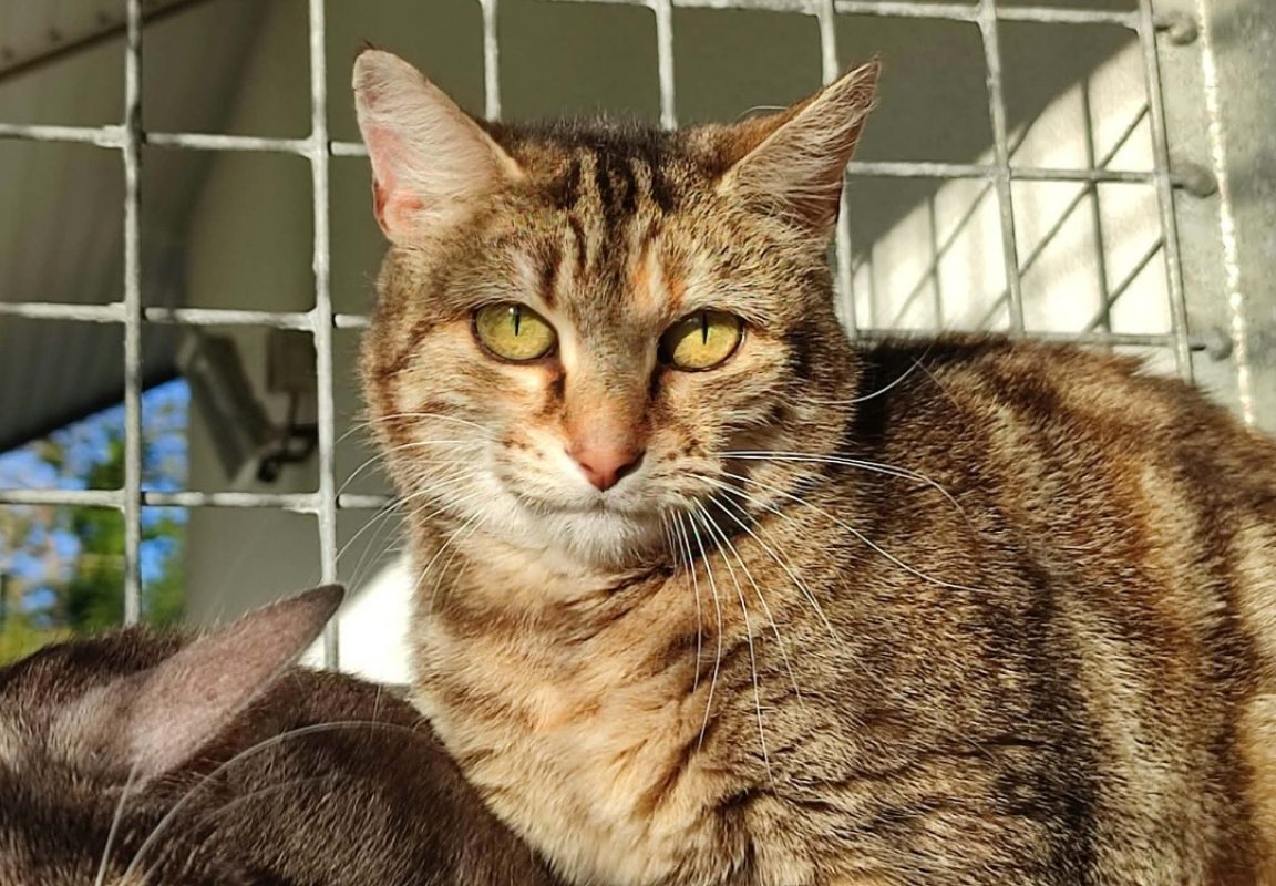 Alba - Chat Européen à adopter - photo 6