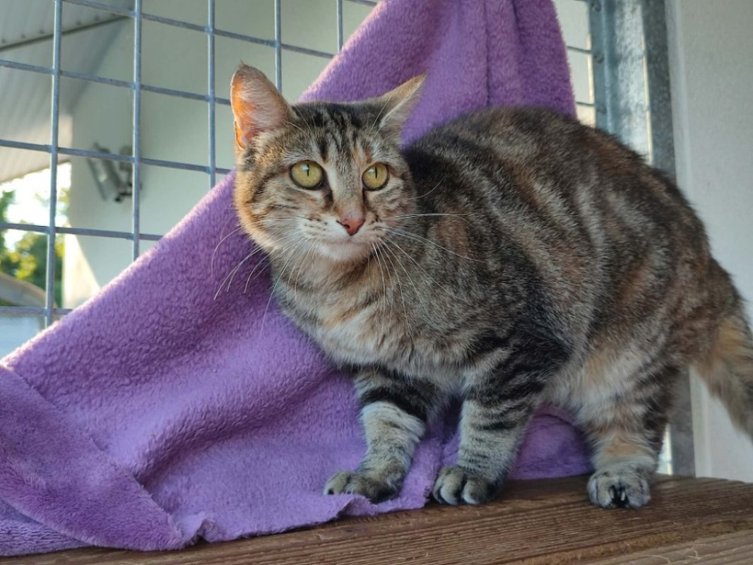 Alba - Chat Européen à adopter - photo 7