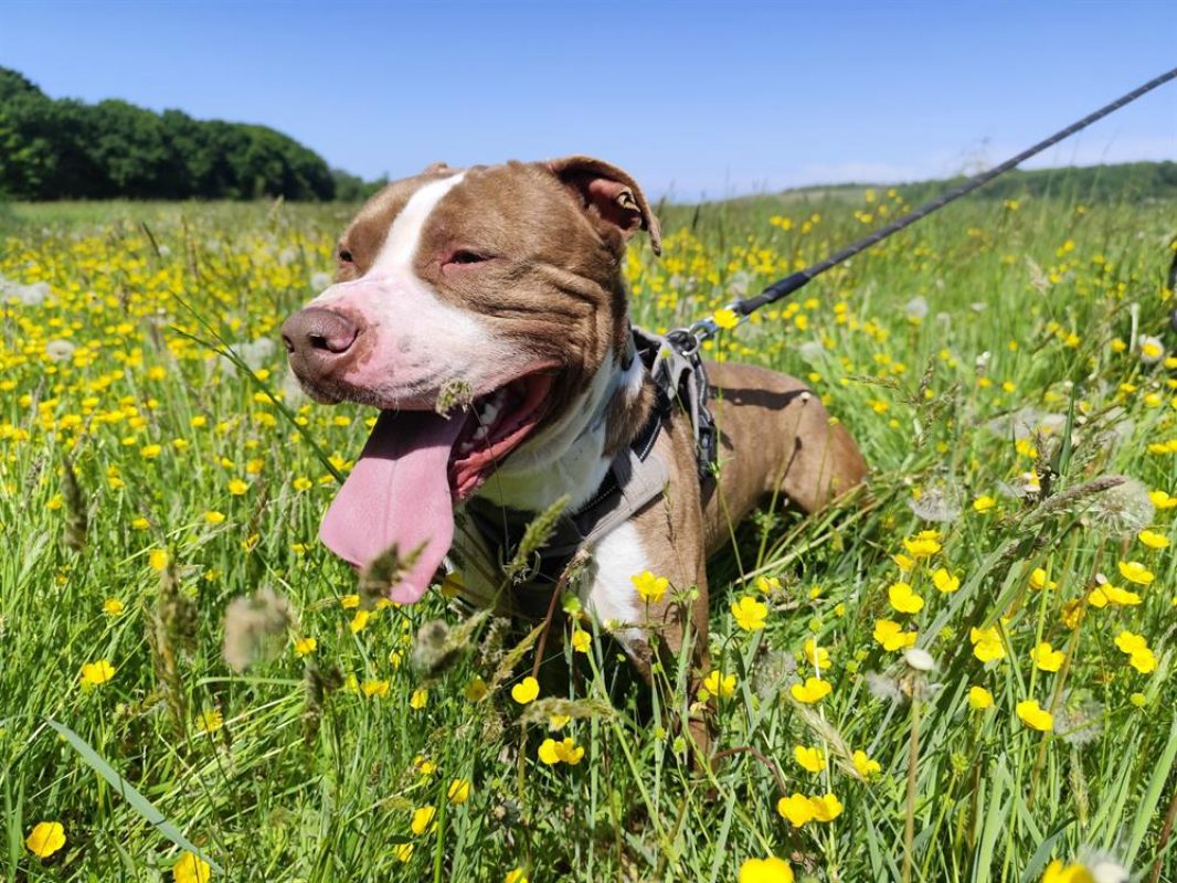 Layone - Chien Bouledogue Américain à adopter