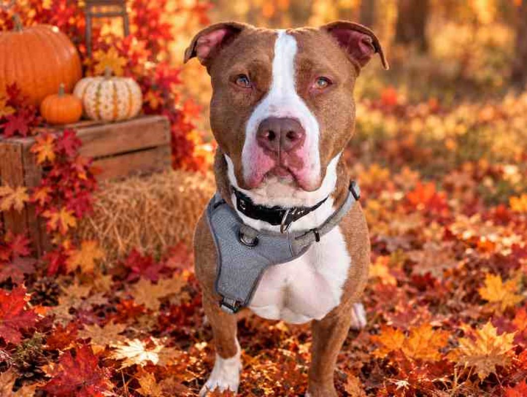 Layone - Chien Bouledogue Américain à adopter