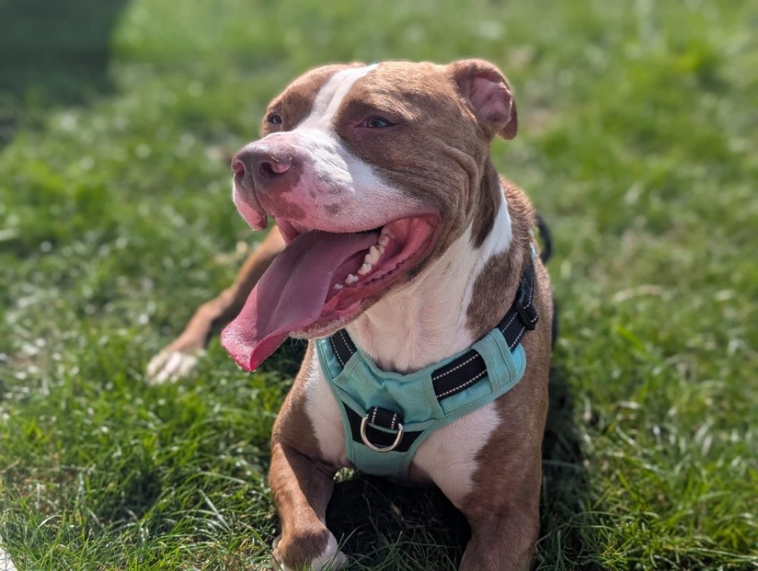 Layone - Chien Bouledogue Américain à adopter - photo 3