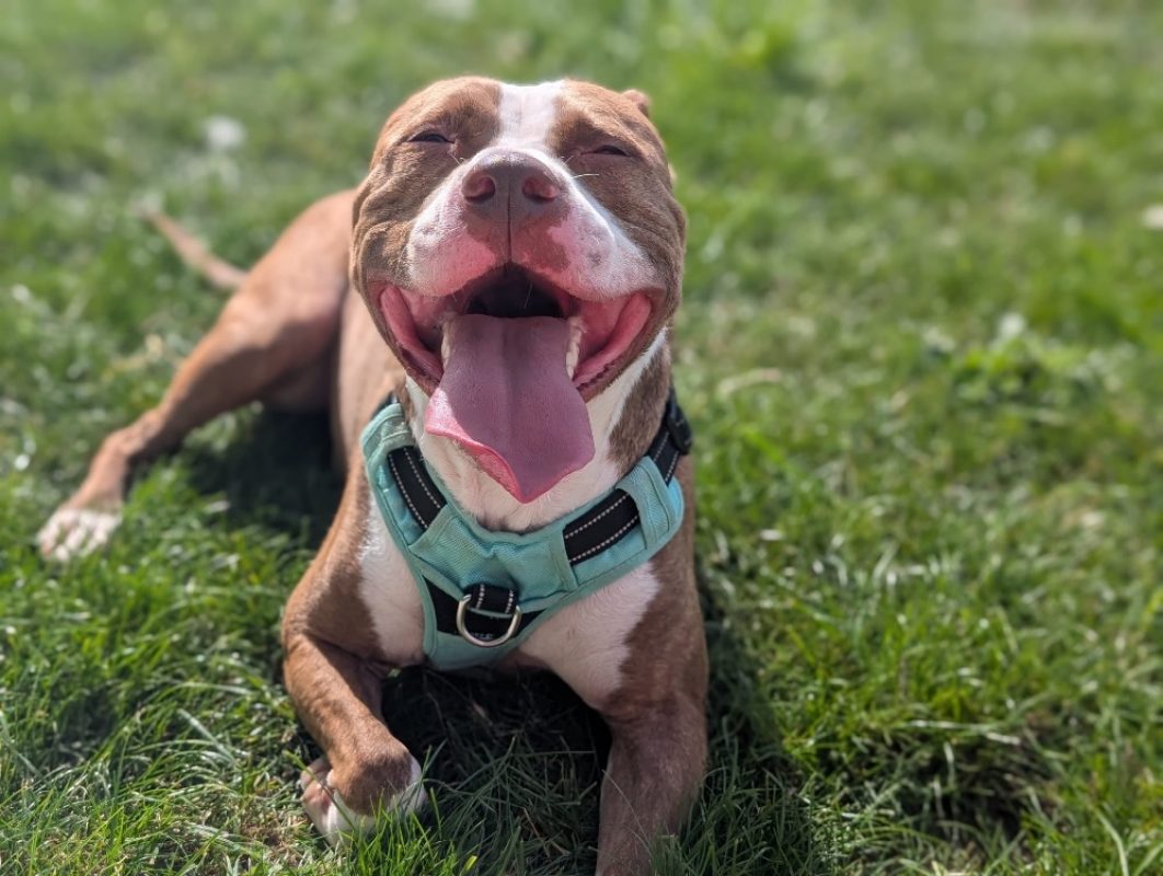 Layone - Chien Bouledogue Américain à adopter - photo 4