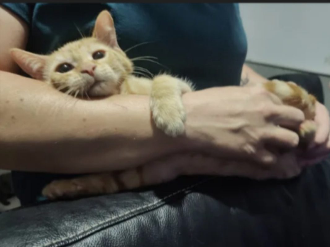 Brasero - Chat Européen à adopter
