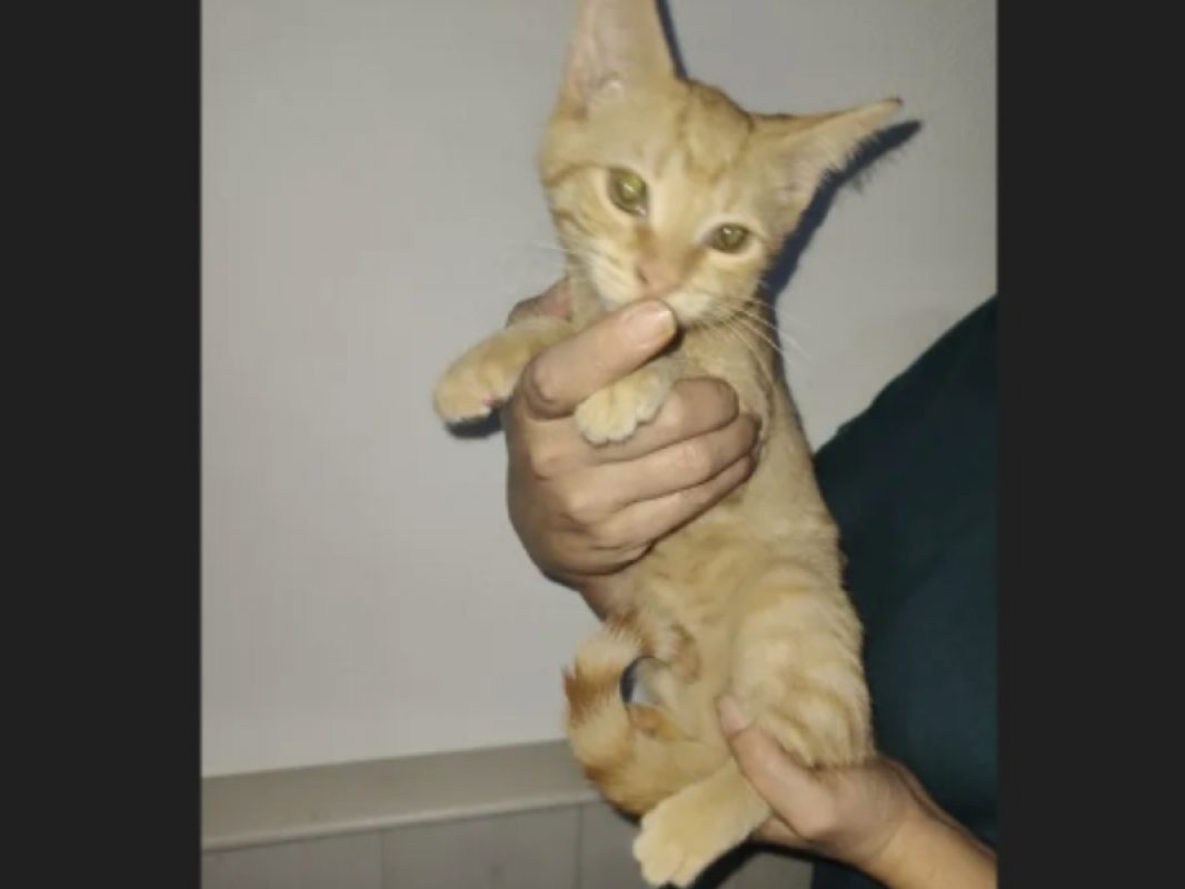 Brasero - Chat Européen à adopter - photo 2