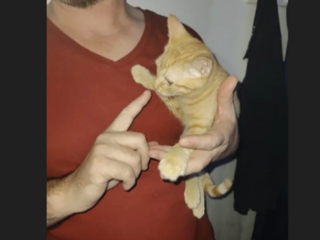 Brasero - Chat Européen à adopter - photo 3