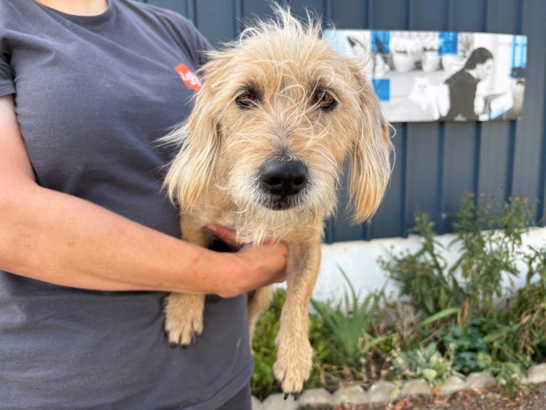 Briska - Chien à adopter