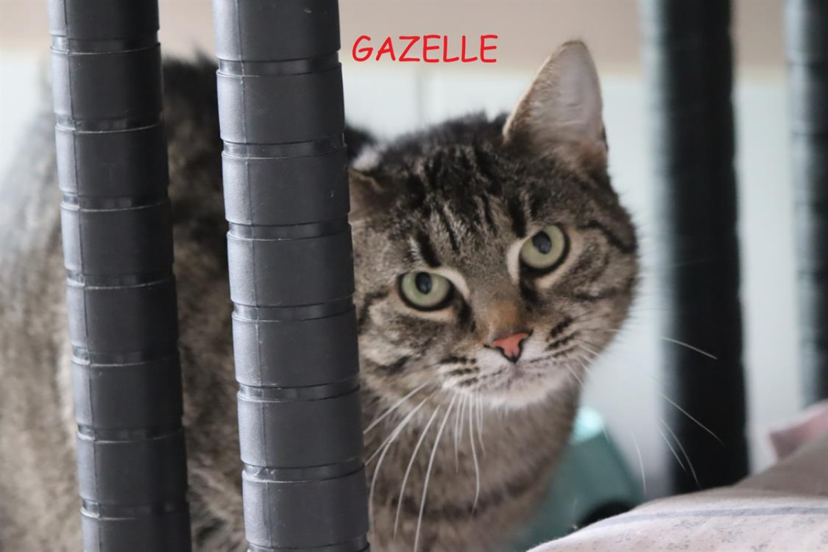 Photo #2 de Gazelle