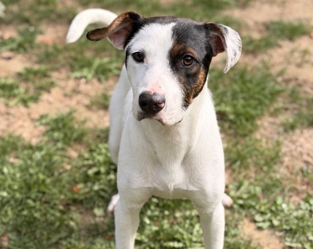 Wally - Chien à adopter