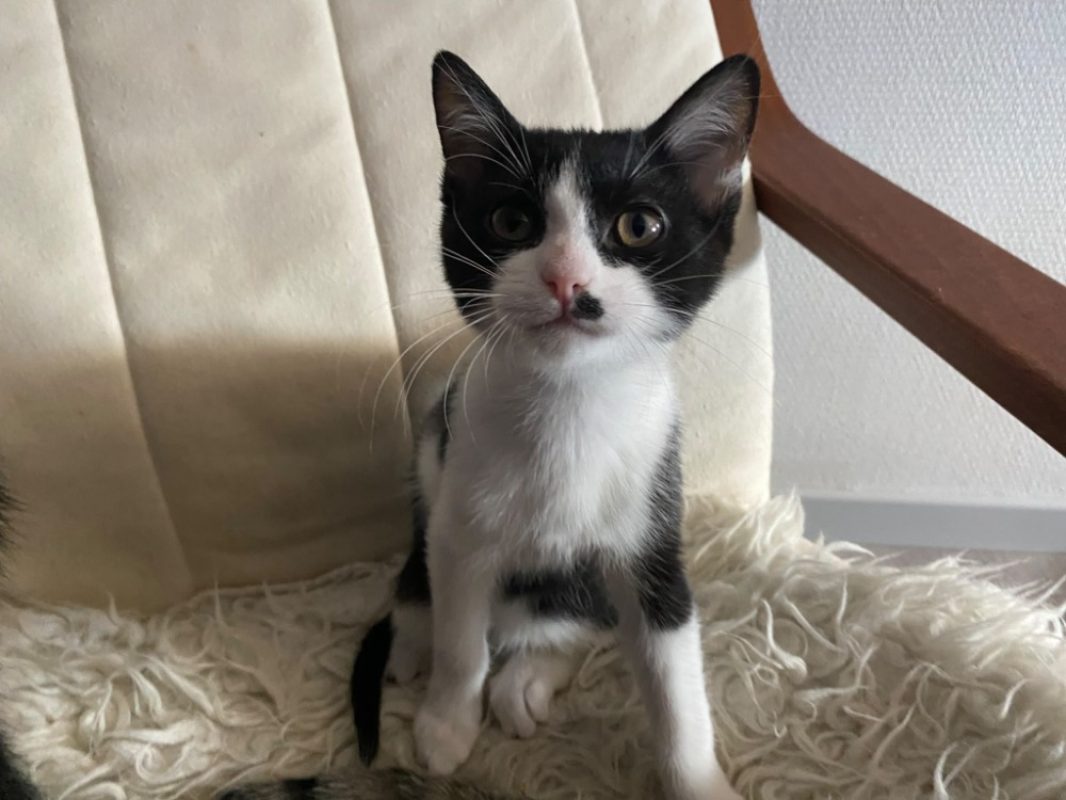 Cloche chez alexandra - Chat Européen à adopter