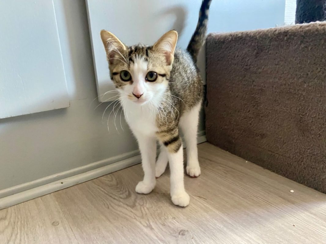 Maiki chez alexandra - Chat Européen à adopter