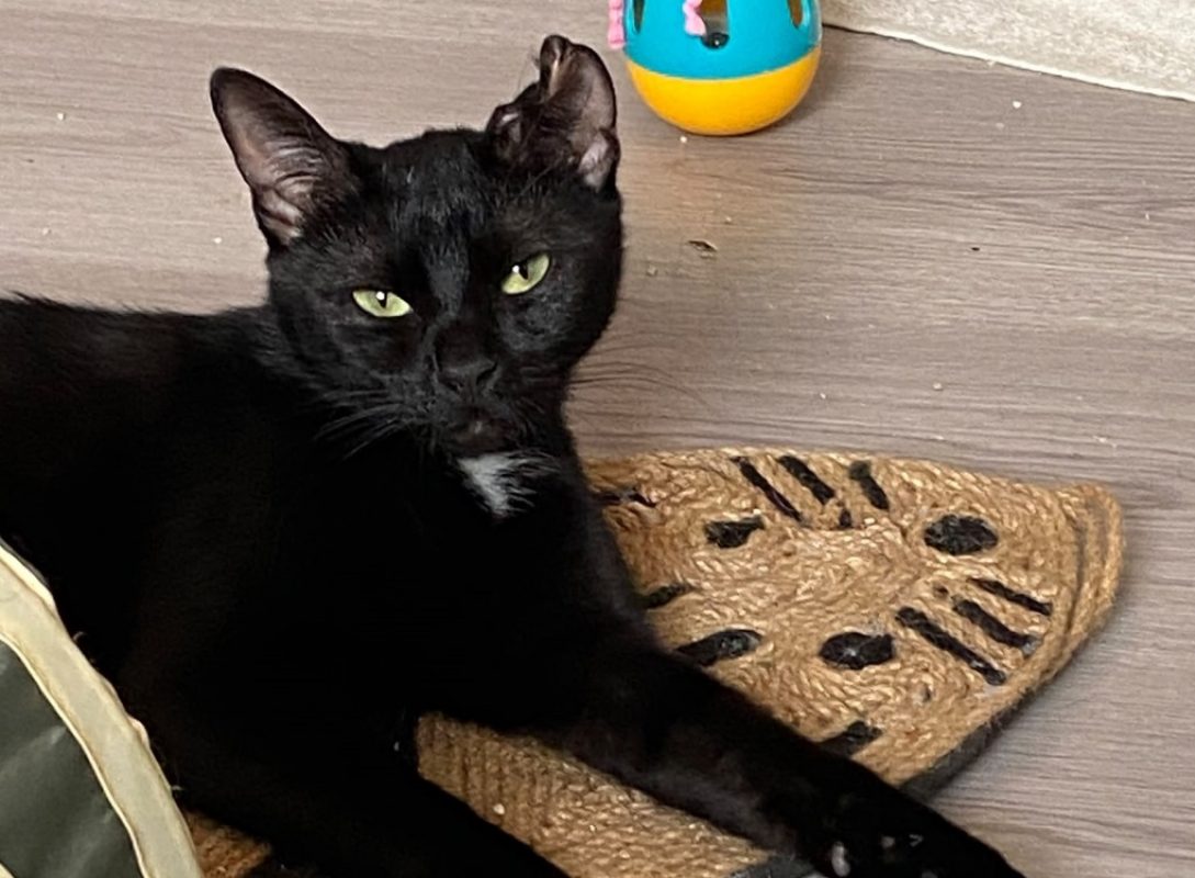 Eli chez alexandra - Chat Européen à adopter