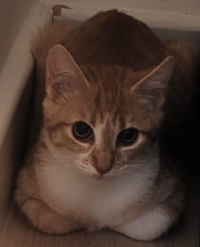 Bill - Chat Européen à adopter - photo 2