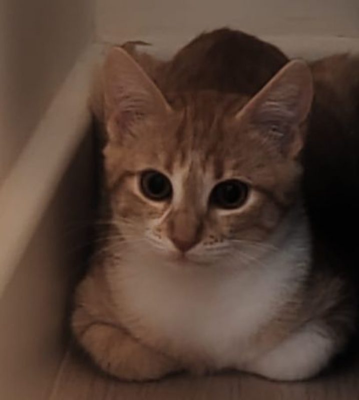 Bill - Chat Européen à adopter