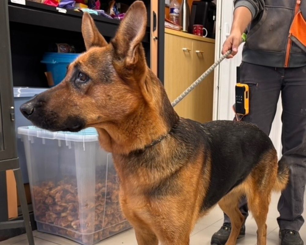 Thalia - Chien Berger Allemand à adopter