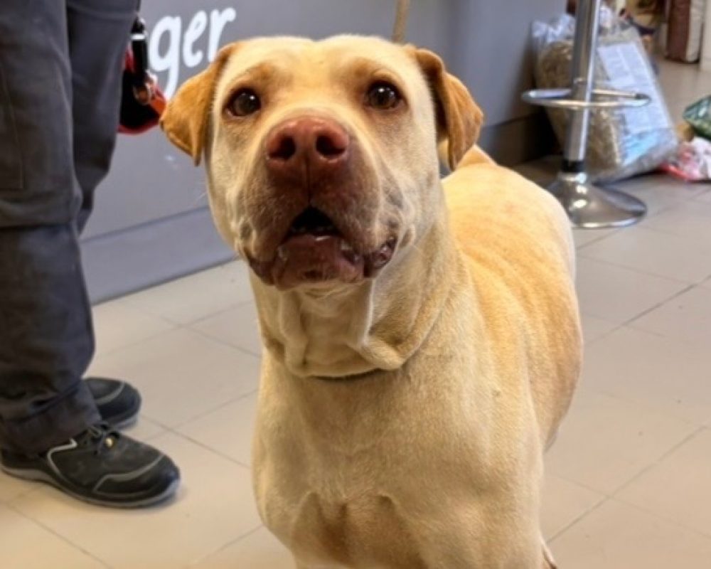 Nala - Chien à adopter