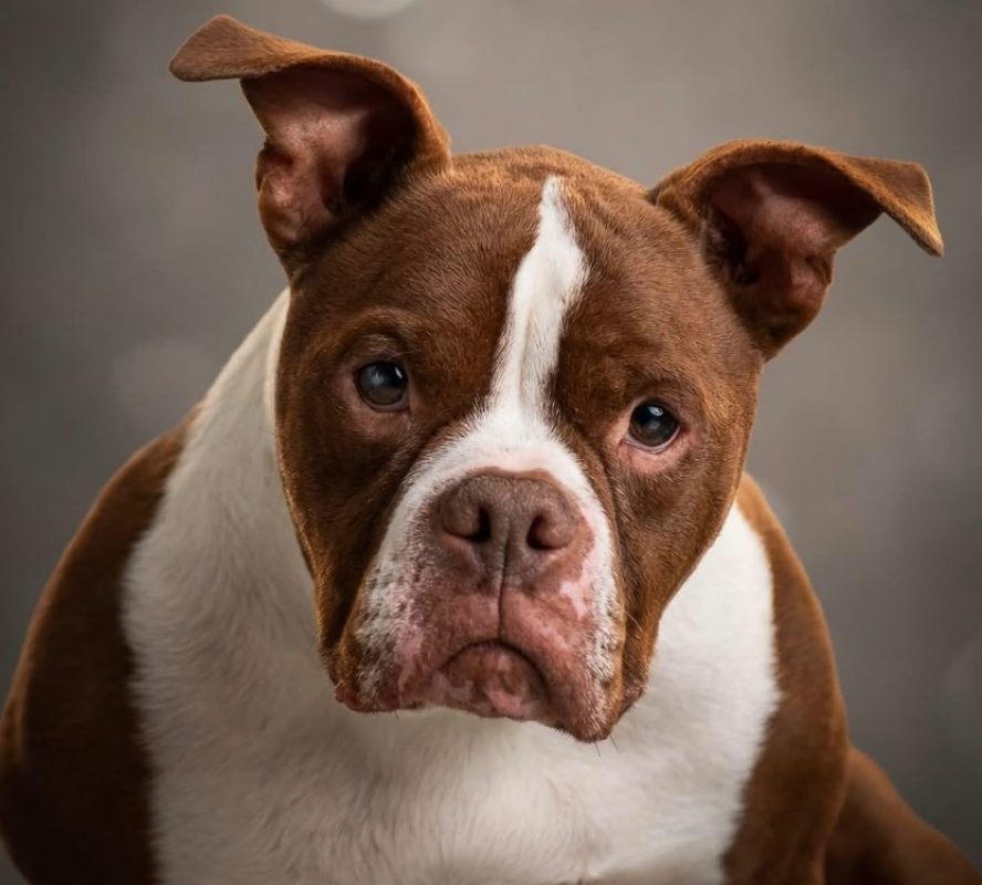 Micky - Chien American Bully à adopter