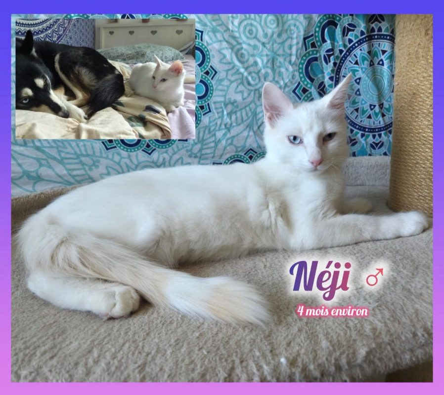 Néji - Chat Européen à adopter