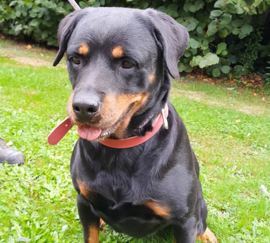 Rita - Chien à adopter