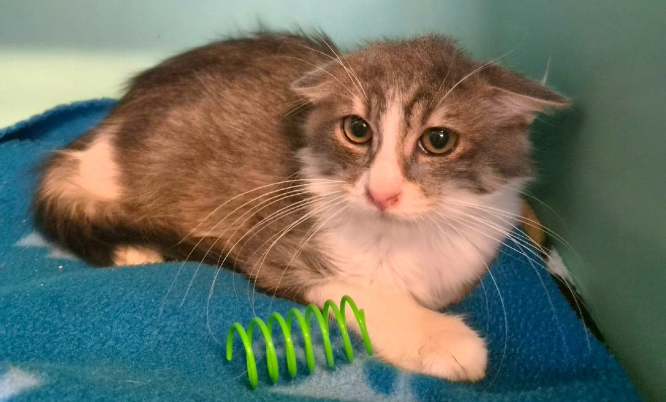 Etoile - Chat Européen à adopter