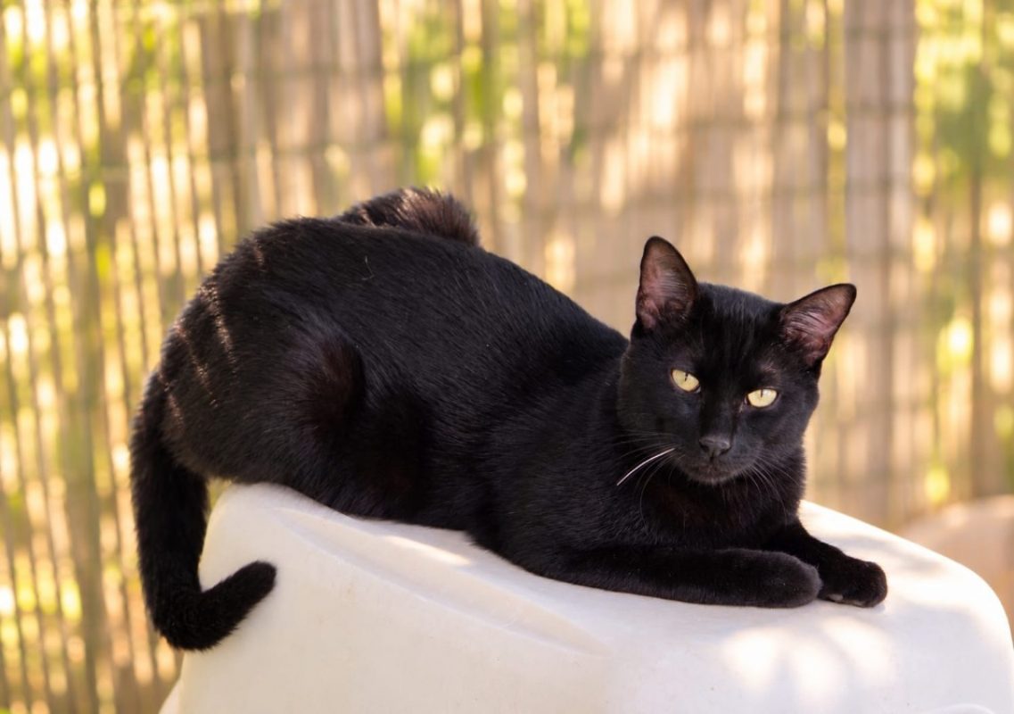 Serge - Chat Européen à adopter
