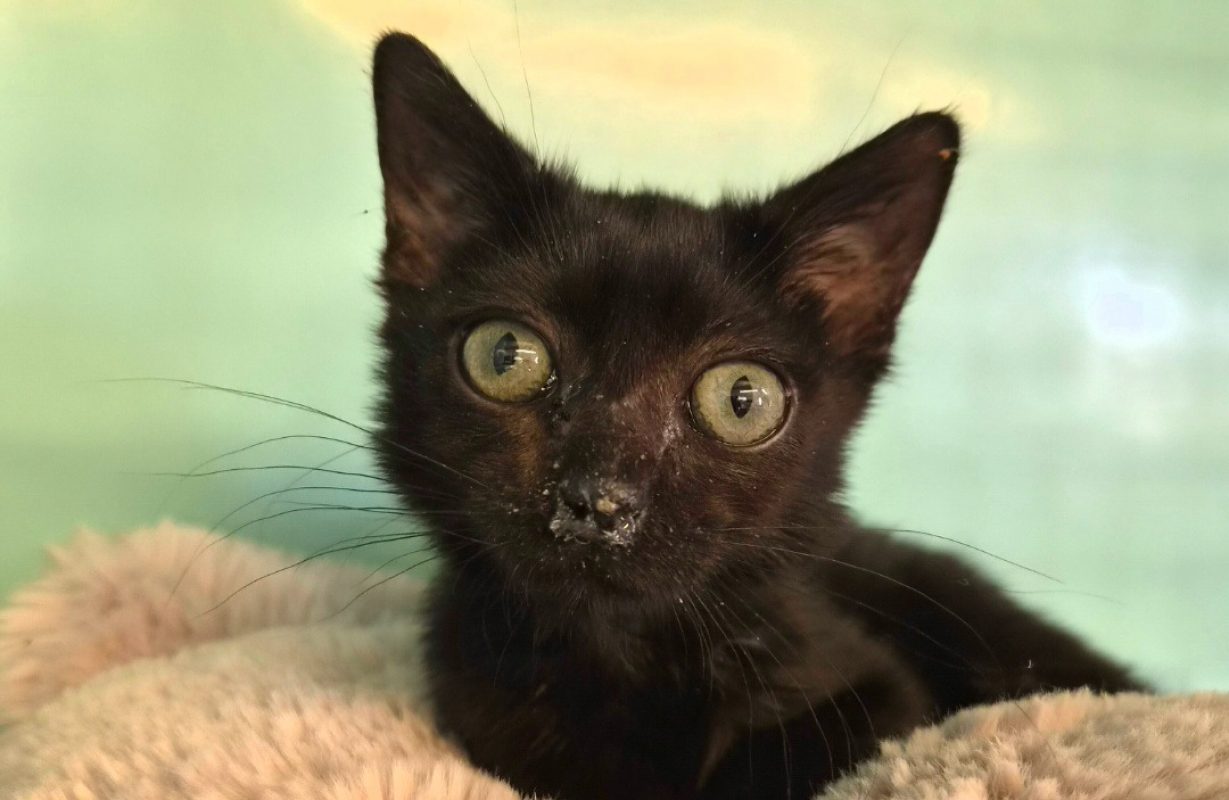 Crevette - Chat Européen à adopter