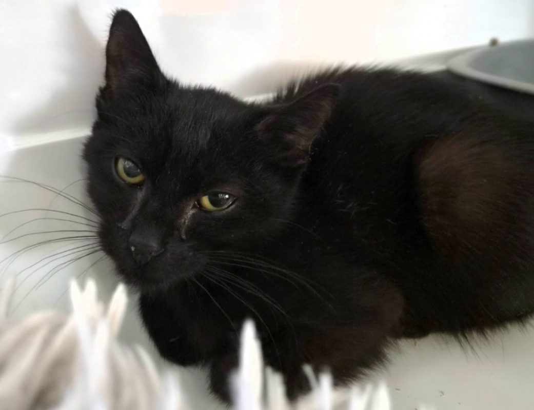 Vegas - Chat Européen à adopter