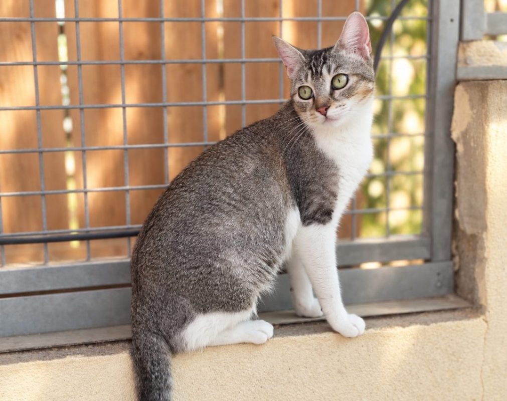 Liberty - Chat Européen à adopter