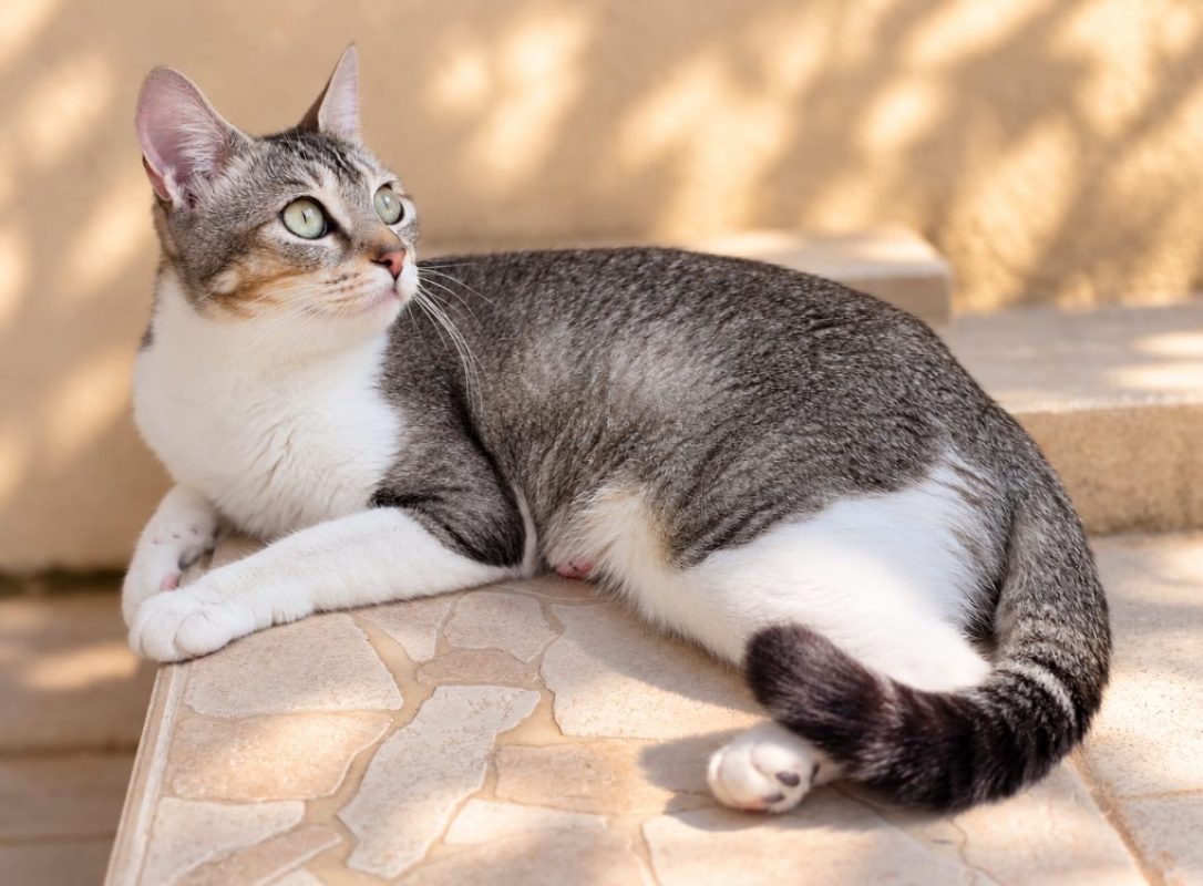 Liberty - Chat Européen à adopter - photo 2