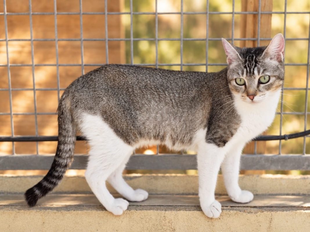 Liberty - Chat Européen à adopter - photo 3