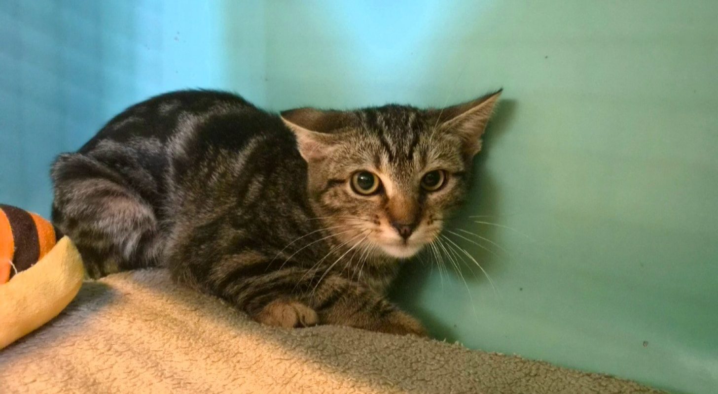 Stella - Chat Européen à adopter