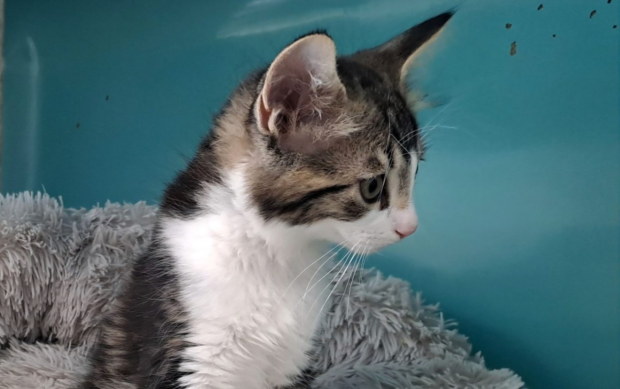 Raclette - Chat Européen à adopter