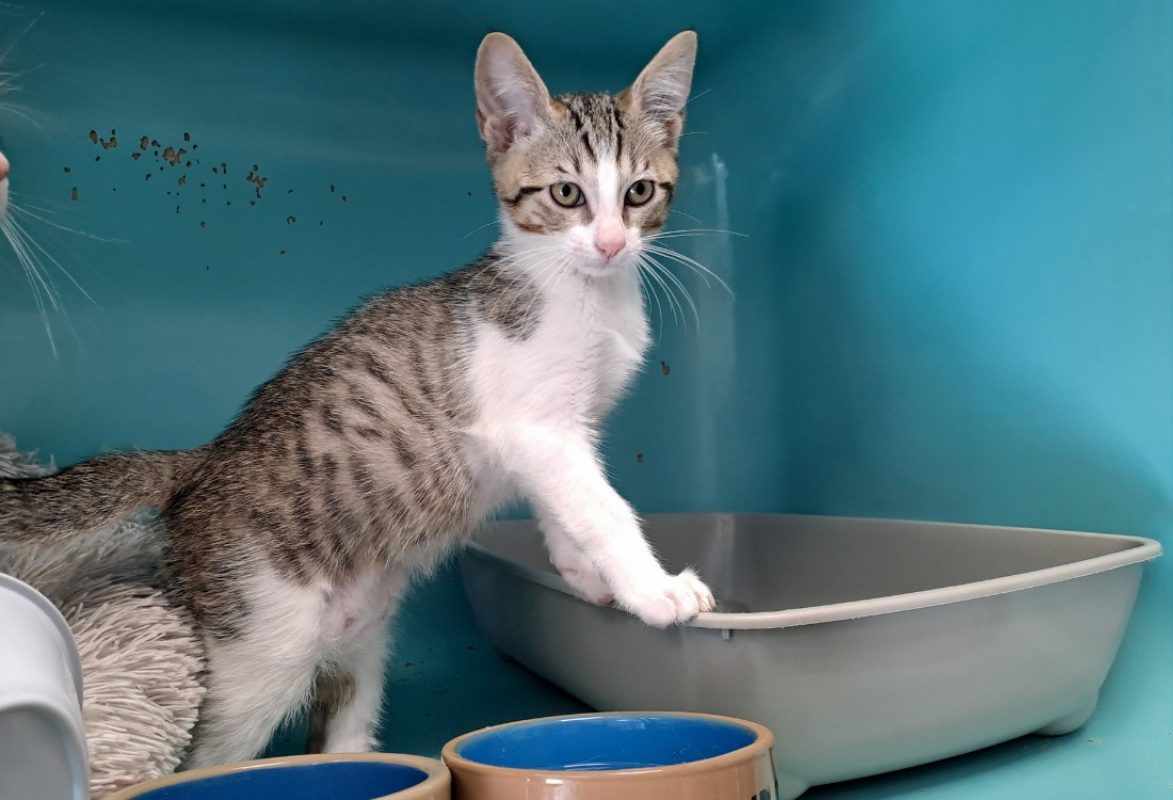 Croziflette - Chat Européen à adopter