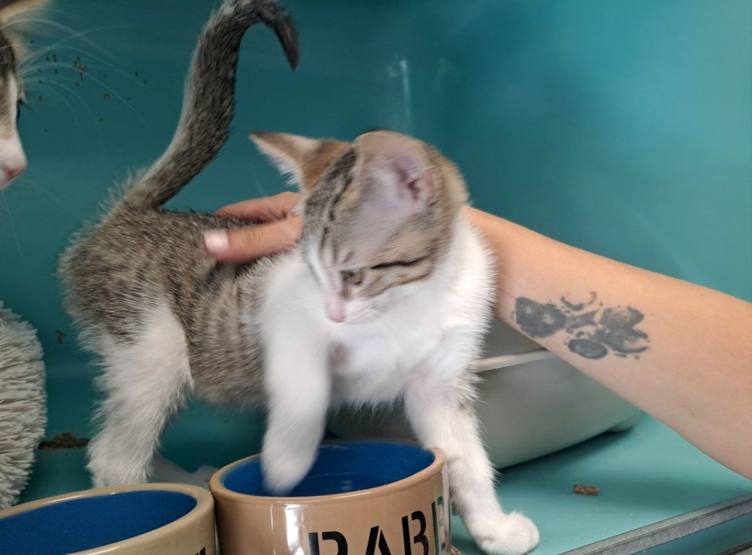 Croziflette - Chat Européen à adopter - photo 2