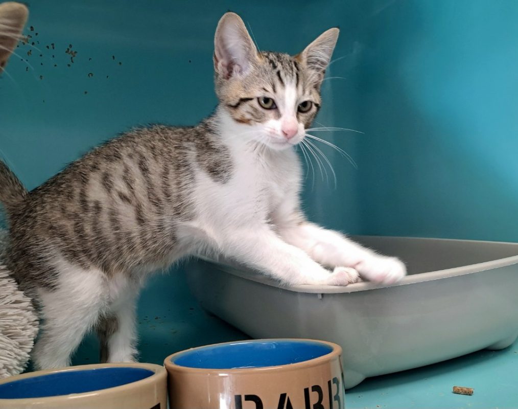 Croziflette - Chat Européen à adopter - photo 3