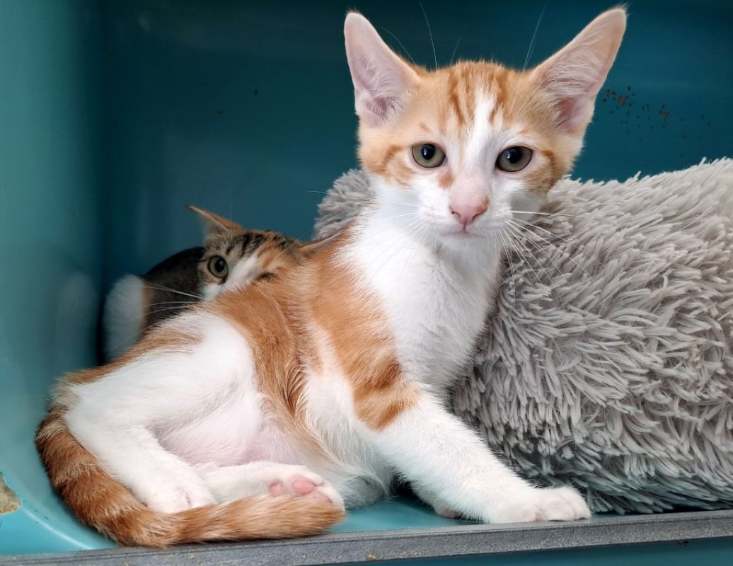 Fondue - Chat Européen à adopter