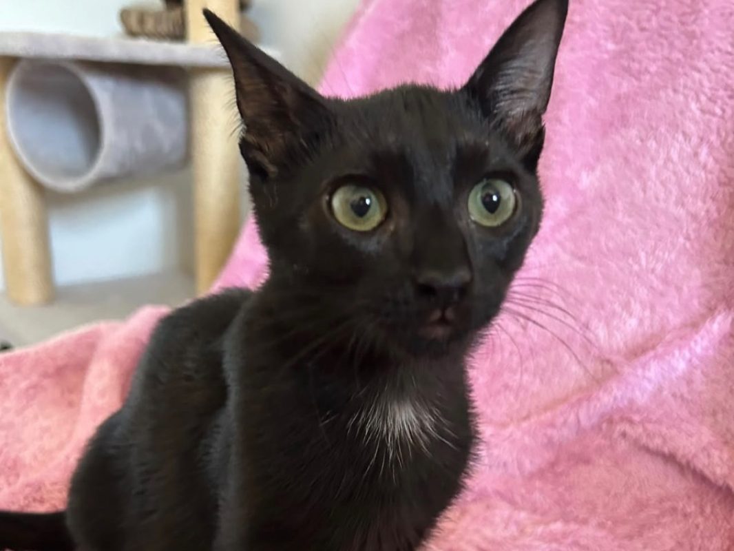 Noireau - Chat Européen à adopter