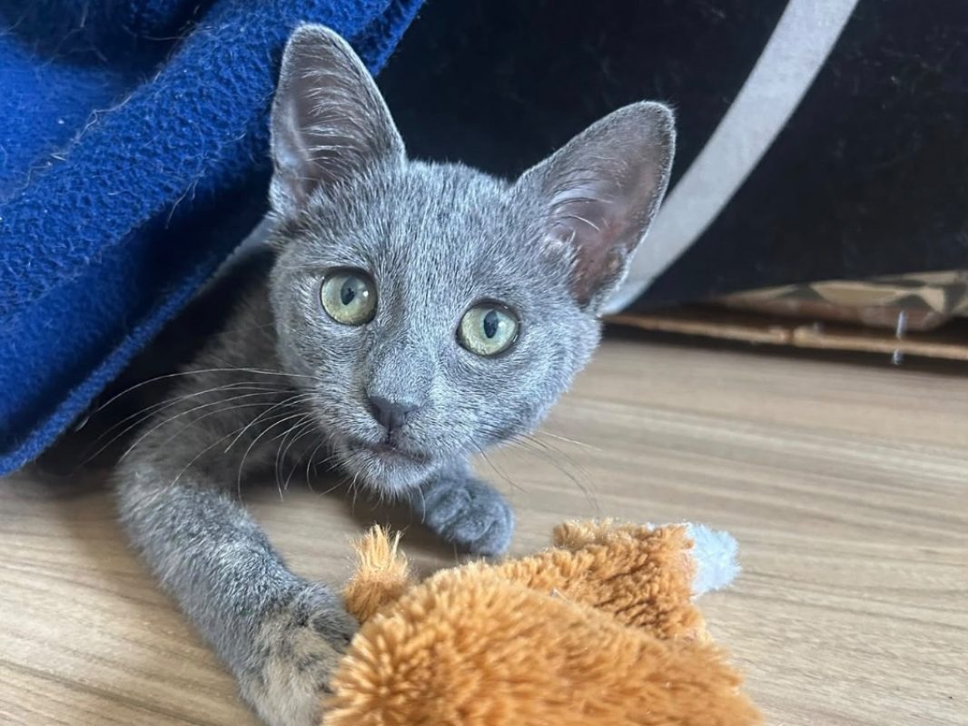 Opium - Chat Européen à adopter
