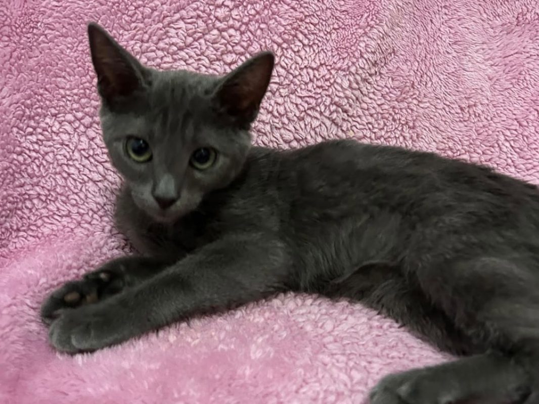 Grisou - Chat Européen à adopter