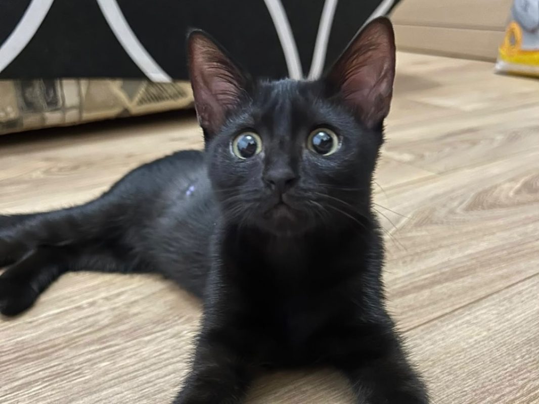 Ebene - Chat Européen à adopter