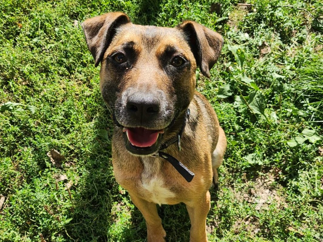 Follow - Chien à adopter