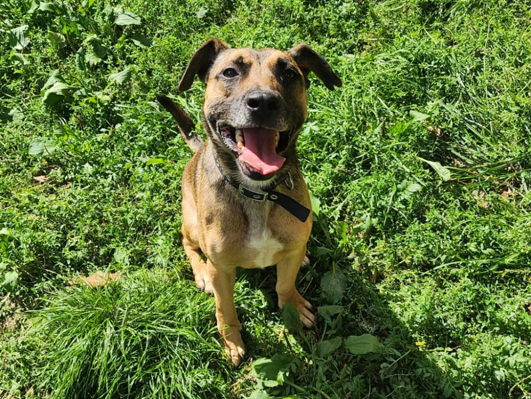 Follow - Chien à adopter - photo 2